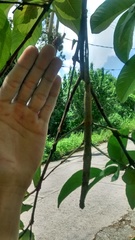 Cladomorphus phyllinus