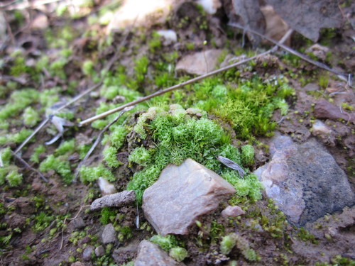 iNaturalist observation photo of Frillworts