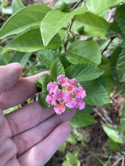 Lantana × strigocamara