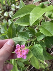 Lantana × strigocamara