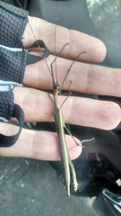 Paraphasma