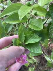 Lantana × strigocamara