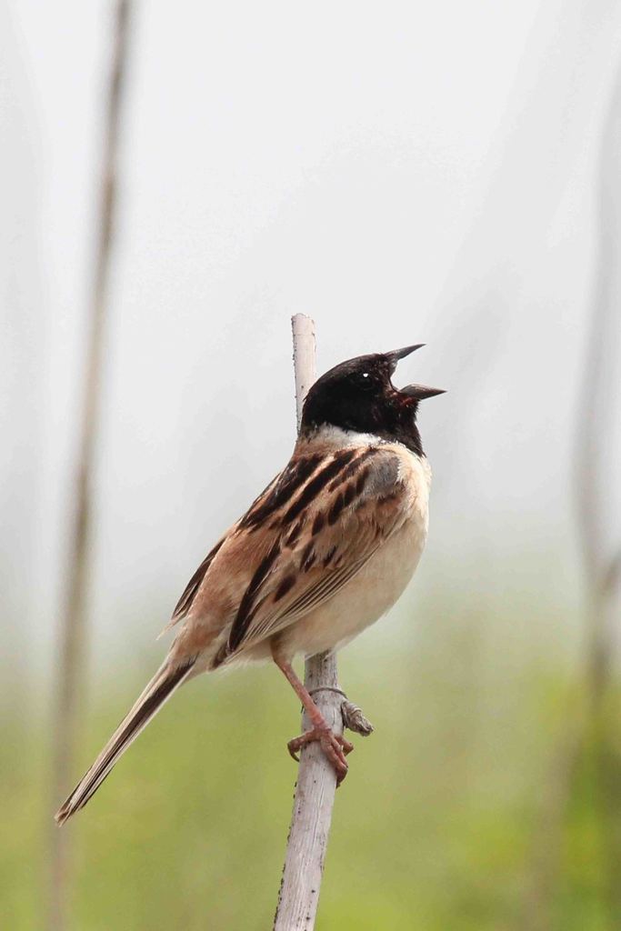Ochre-rumped Bunting photo