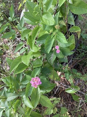 Lantana × strigocamara