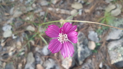 Cosmos ochroleucoflorus