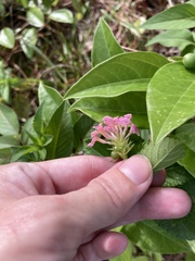 Lantana × strigocamara