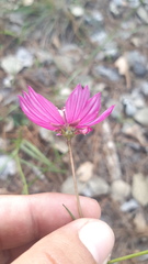 Cosmos ochroleucoflorus