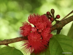 Syzygium malaccense