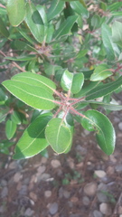 Arbutus tessellata