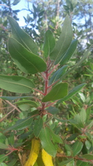 Arbutus tessellata