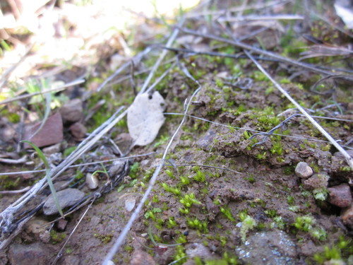 iNaturalist observation photo of Pleuridium