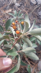 Arbutus mollis