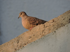 Columbina inca