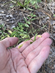 Magnoliopsida