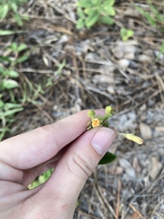 Magnoliopsida