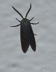 Pygarctia pterygostigma