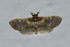 Apilocrocis brumalis
