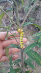 Apatelodidae