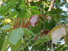 Pseudobombax palmeri