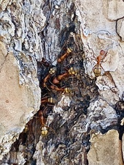 Camponotus socius