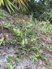 Quercus minima