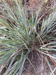 Eragrostis elliottii