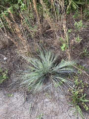 Eragrostis elliottii