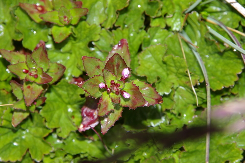 Epilobium australe (Epilobium australe)