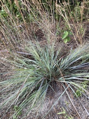 Eragrostis elliottii