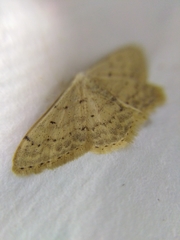 Scopula beckeraria