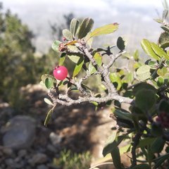 Malacomeles denticulata