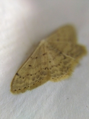 Scopula beckeraria