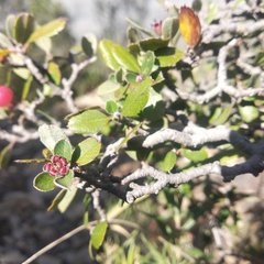 Malacomeles denticulata