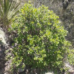 Rhus standleyi