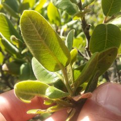 Rhus standleyi