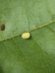 Cynipini