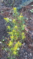 Pedicularis angustifolia