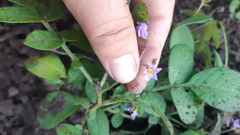Solanum fendleri