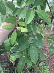 Schinus terebinthifolia