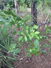 Schinus terebinthifolia