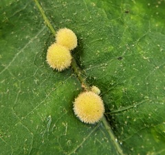 Cynipini