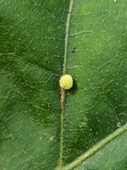 Cynipini