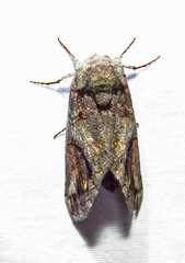 Heterocampa obliqua