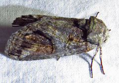 Heterocampa obliqua