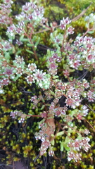 Sedum vinicolor