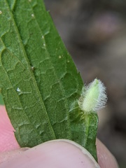 Rhopalomyia clarkei