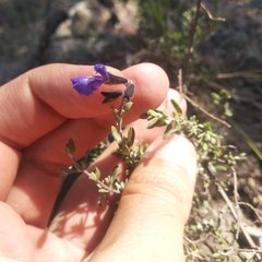Salvia thymoides