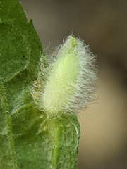 Rhopalomyia clarkei