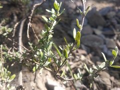 Salvia thymoides
