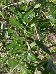 Forestiera segregata